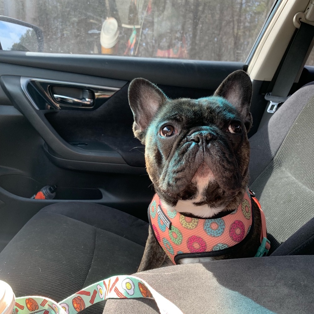 Frenchie appreciation post 💕💕 - Picture 7 of 8